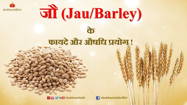 जौ (Jau/Barley) के फायदे और औषधि प्रयोग !!